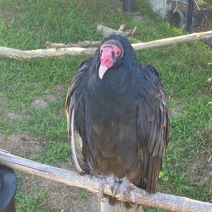 Meet your Posher, Ted